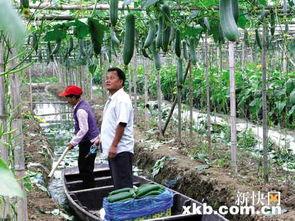 娱乐吃瓜村,揭秘娱乐圈背后的那些事儿